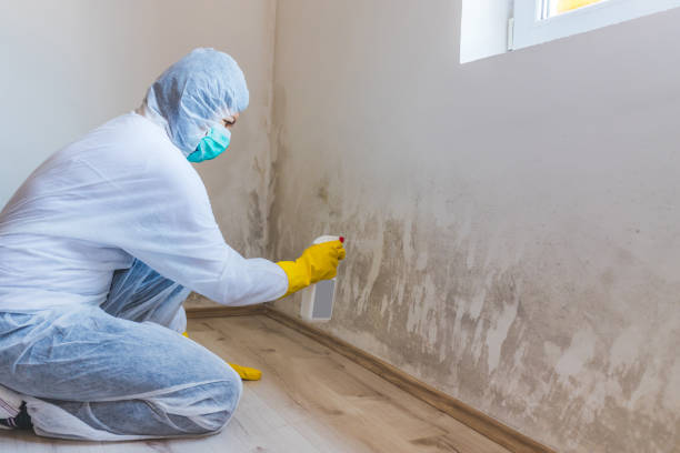 Licensed Mold Removal service in Alexandria, VA - WQB Mold Removal