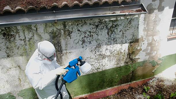 Top rated local Mold Removal specialists in Alexandria, VA
